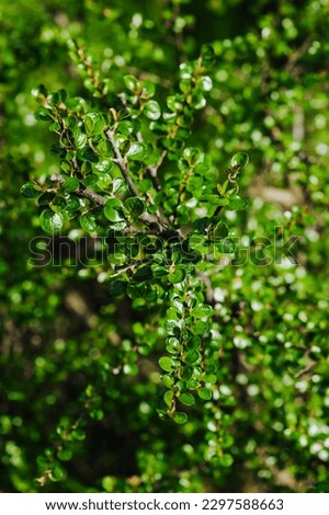 Cotoneaster with green leaves in the garden. Blooming spring plant, nature photography.