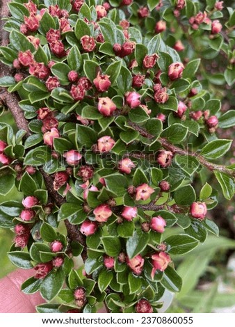 Cotoneaster Horizontalis - Autumn Berry Shrub
