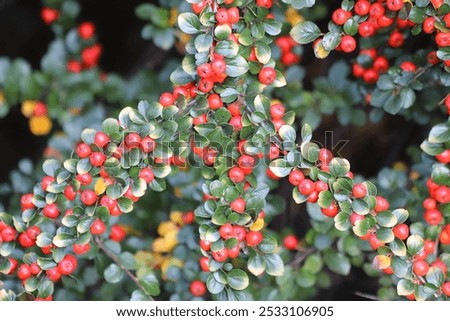 Cotoneaster horizontalis. Branches with red berries and green leaves.