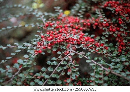 Cotoneaster Horizontalis. Branches with ripe red berries. Contrast the background from plants. Magnificent nature
