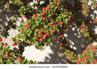 Cotoneaster horizontalis, commonly called rockspray cotoneaster,  branches with red berries