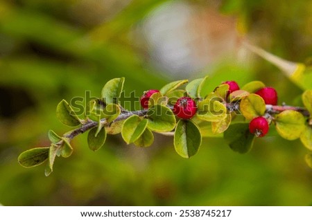 Cotoneaster horizontalis, commonly called rockspray cotoneaster, is a coarse, dense, slow-growing, semi-prostrate shrub