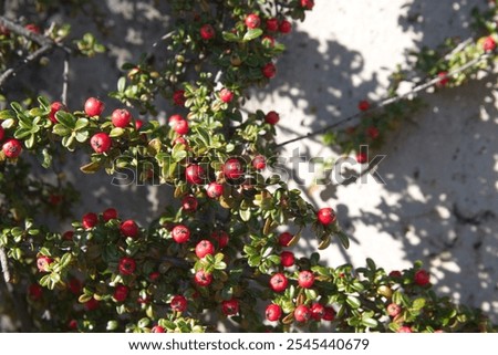 Cotoneaster horizontalis, commonly called rockspray cotoneaster,  branches with red berries