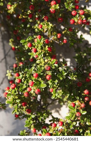 Cotoneaster horizontalis, commonly called rockspray cotoneaster,  branches with red berries