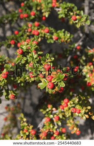 Cotoneaster horizontalis, commonly called rockspray cotoneaster,  branches with red berries