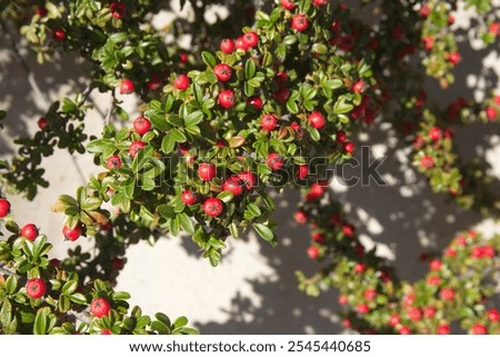 Cotoneaster horizontalis, commonly called rockspray cotoneaster,  branches with red berries