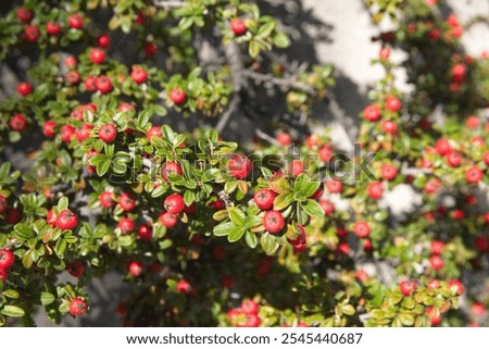 Cotoneaster horizontalis, commonly called rockspray cotoneaster,  branches with red berries