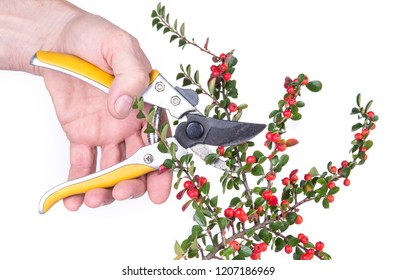 Plant Preview Consider Cotoneaster As A Groundcover