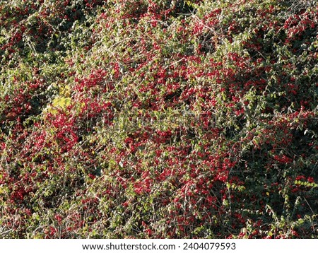 (Cotoneaster horizontalis) Small round red berries of horizontal cotoneaster constrasting with oval green leaves cultivated as ornamental groundcover