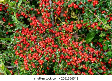 47 Spreading cotoneaster Images, Stock Photos & Vectors | Shutterstock