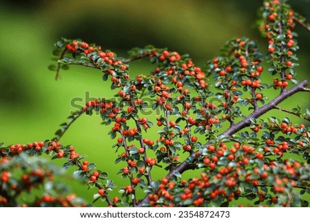 Cotoneaster procumbens. Cotoneaster bush plant with ripe red berries.