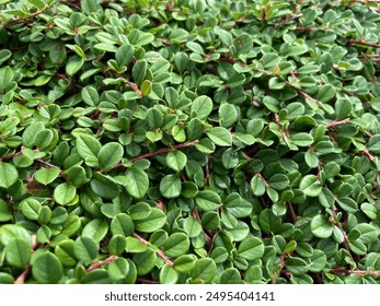 Cotoneaster procumbens 'Queen of Carpets' trailing over a low wall