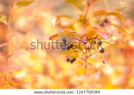 Similar – birch Nature Autumn Tree