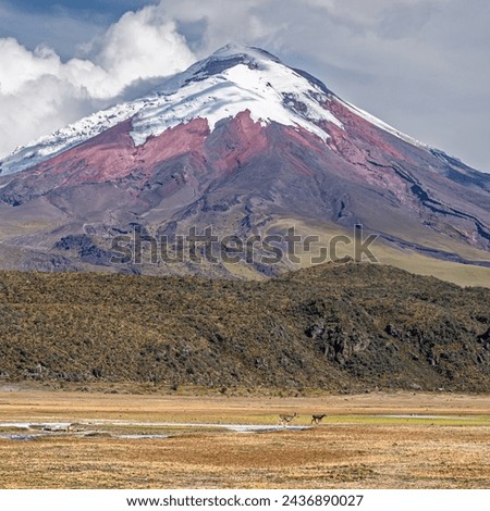 Cotopaxi Volcano, the highest active volcano in the world, reaching a height of 5,897 m (19,347 ft) and a couple of Andean Deers passing by on the high Andean grassland paramo plateau