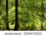 Cotswold woodland Gloucestershire United Kingdom 
Sunlit Beech Woodland 