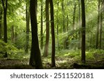 Cotswold Woodland Gloucestershire United Kingdom 
Sunlit Beech woodland 