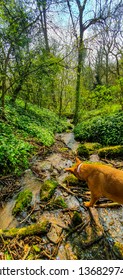 Cotswolds Dog Walk