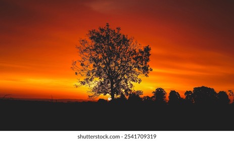 Cotswolds Gloucestershire  Uk
isolated tree against a dramatic sunrise sky - Powered by Shutterstock