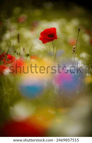 Similar – Mohn, Bienenweide und eine Hummel