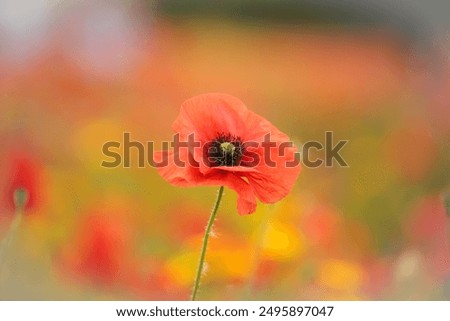 Foto Bild Mohn am Donnerstag Natur