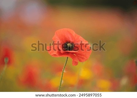 Similar – Foto Bild Mohn am Donnerstag Natur