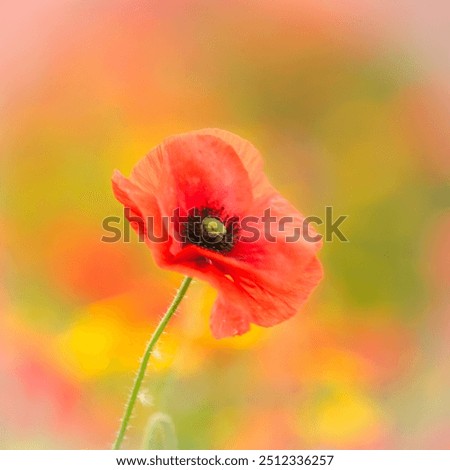 Similar – Foto Bild Mohn am Donnerstag Natur