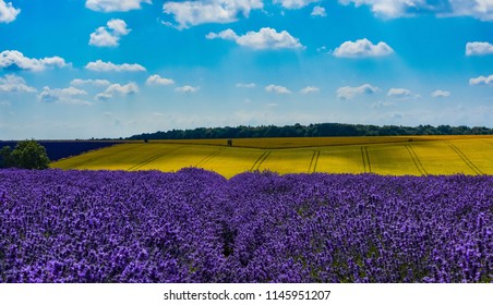 Cotswolds Lavender Field