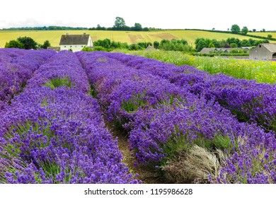 Cotswolds Lavender Field, England