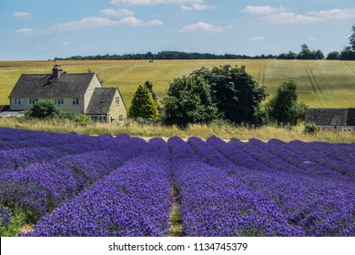 Cotswolds Lavender Fields