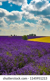 Cotswolds Lavender Fields