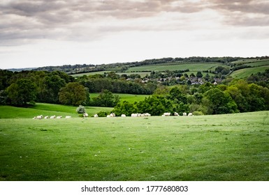 Cotswolds Scenery With Sheep And A Village