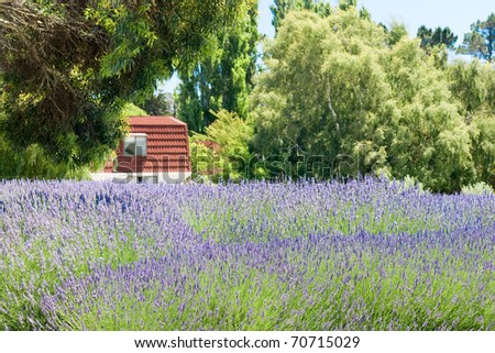 Cottage behind lavender field