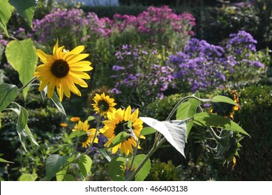 Cottage Garden In Autumn