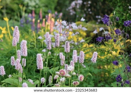 Cottage garden border with persicaria, aquilegia and lupins in soft evening sunshine