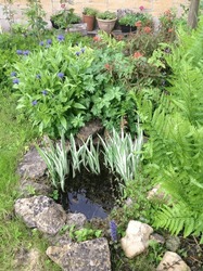 A Cottage Garden Pond With Stone Surround And Ferns, Home For Wildlife Including Frogs, Newts, Toads And Dragonflies Amongst The Plants