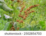 Cottage garden. Rumex confertus grows in meadow. Cultivated plants. Garden in summer morning.