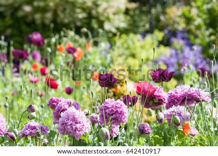 Cottage Garden with wild flowers