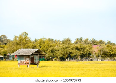 The cottage is surrounded by green rice fields and tree background - Powered by Shutterstock