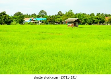 The cottage is surrounded by green rice fields and tree background - Powered by Shutterstock