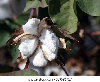 749 Cotton grower Images, Stock Photos & Vectors | Shutterstock