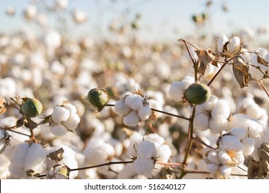 Cotton ball in full bloom - agriculture farm crop image
