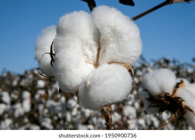 Cotton Ball Ready To Be Harvested In Contrast To Blue Sky In The State Of Mato Grosso Do Sul, Brazil