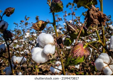 Cotton Balls On A Farm In Rural Georgia Close Up On A Stem Clear Blue Sky USA