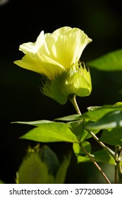 Cotton, Blossom (Gossypium Arboreum)