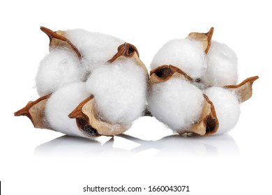 Cotton Boll Isolated On White Background. Studio Shot