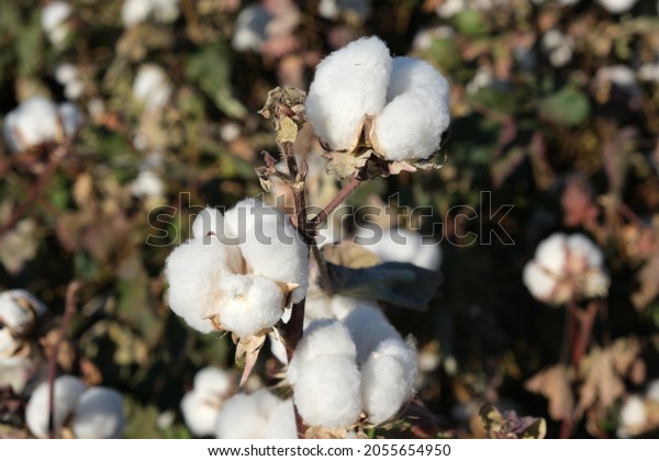 \
cotton boll, white\
gold in cotton field