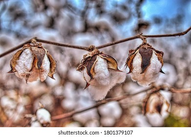 Cotton Bolls In Alexandria, Louisiana
