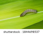 The cotton bollworm, corn earworm, or Old World (African) bollworm (Helicoverpa armigera)