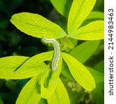 The cotton bollworm, corn earworm, or Old World bollworm is a moth.Caterpillars are the larval stage of members of the order Lepidoptera. Helicoverpa zea, commonly known as the corn earworm. Insect...