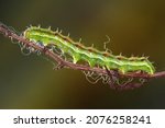 The cotton bollworm, corn earworm,or old world bollworm Helicoverpa armigera corn pest